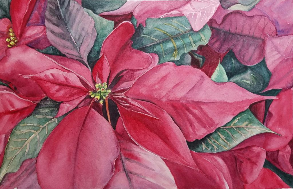 Poinsettia plant close-up painted in watercolor by artist Esther BeLer Wodrich