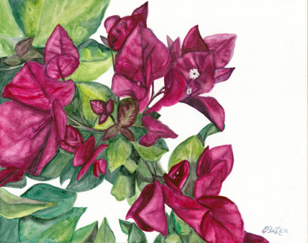 Bright pink bougainvillea watercolor painting on aquabord by artist Esther BeLer Wodrich