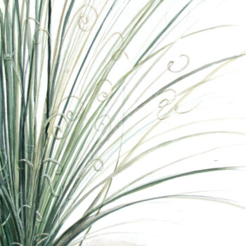 "Curls" is a watercolor painting of an Arizona grass plant. Art by artist Esther BeLer Wodrich