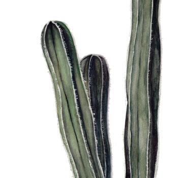 Mexican Fencepost is a watercolor painting of the same named cactus by artist Esther BeLer Wodrich