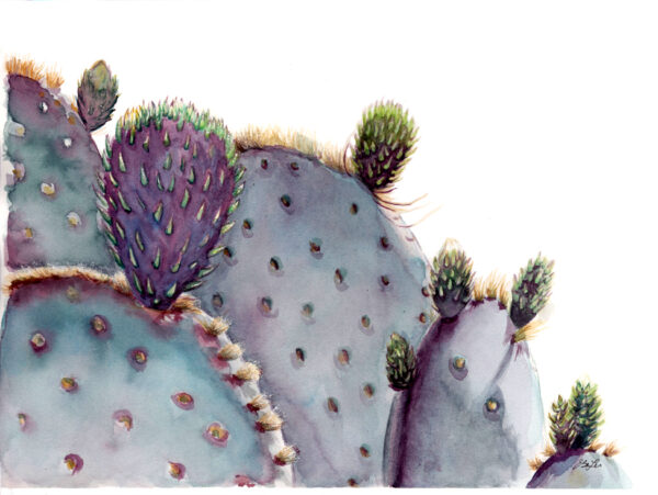 Prickly Pear is a watercolor painting of a prickly pear cactus plant. Art by artist Esther BeLer Wodrich