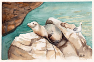 Seals at the Zoo is a watercolor painting of a seal and a seagull basking in the sun at the San Diego Zoo by artist Esther BeLer Wodrich