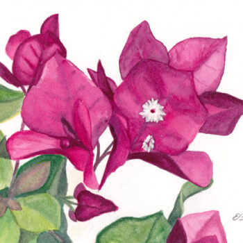 Bright pink bougainvillea watercolor painting on paper by artist Esther BeLer Wodrich
