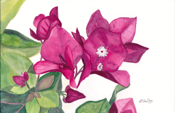Bright pink bougainvillea watercolor painting on paper by artist Esther BeLer Wodrich