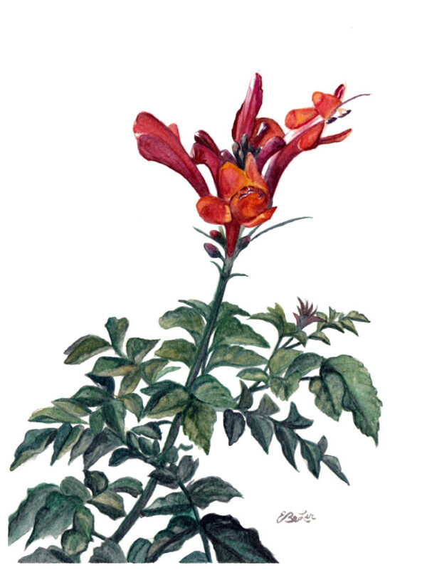 Botanical Watercolor of a Cape Honeysuckle plant by artist Esther BeLer Wodrich