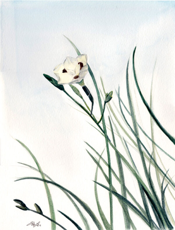 "Fortnight Lily" is a botanical watercolor painting of the same named flowering plant by artist Esther BeLer Wodrich.