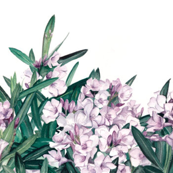"Oleander" is a botanical watercolor illustration of a portion of an oleander bush found in Arizona by artist Esther BeLer Wodrich