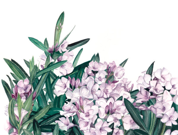 "Oleander" is a botanical watercolor illustration of a portion of an oleander bush found in Arizona by artist Esther BeLer Wodrich