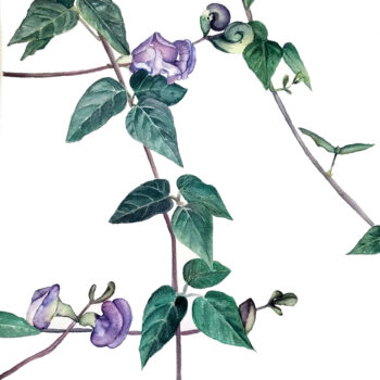 "Snail Vine" is a watercolor painting of a vine plant with snail shaped purple flowers by artist Esther BeLer Wodrich