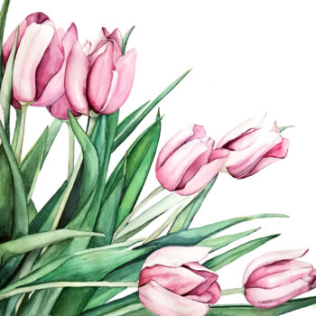 Pink Tulips is a botanical watercolor painting of soft and dark pink tulips by artist Esther BeLer Wodrich