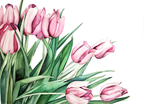 Pink Tulips is a botanical watercolor painting of soft and dark pink tulips by artist Esther BeLer Wodrich