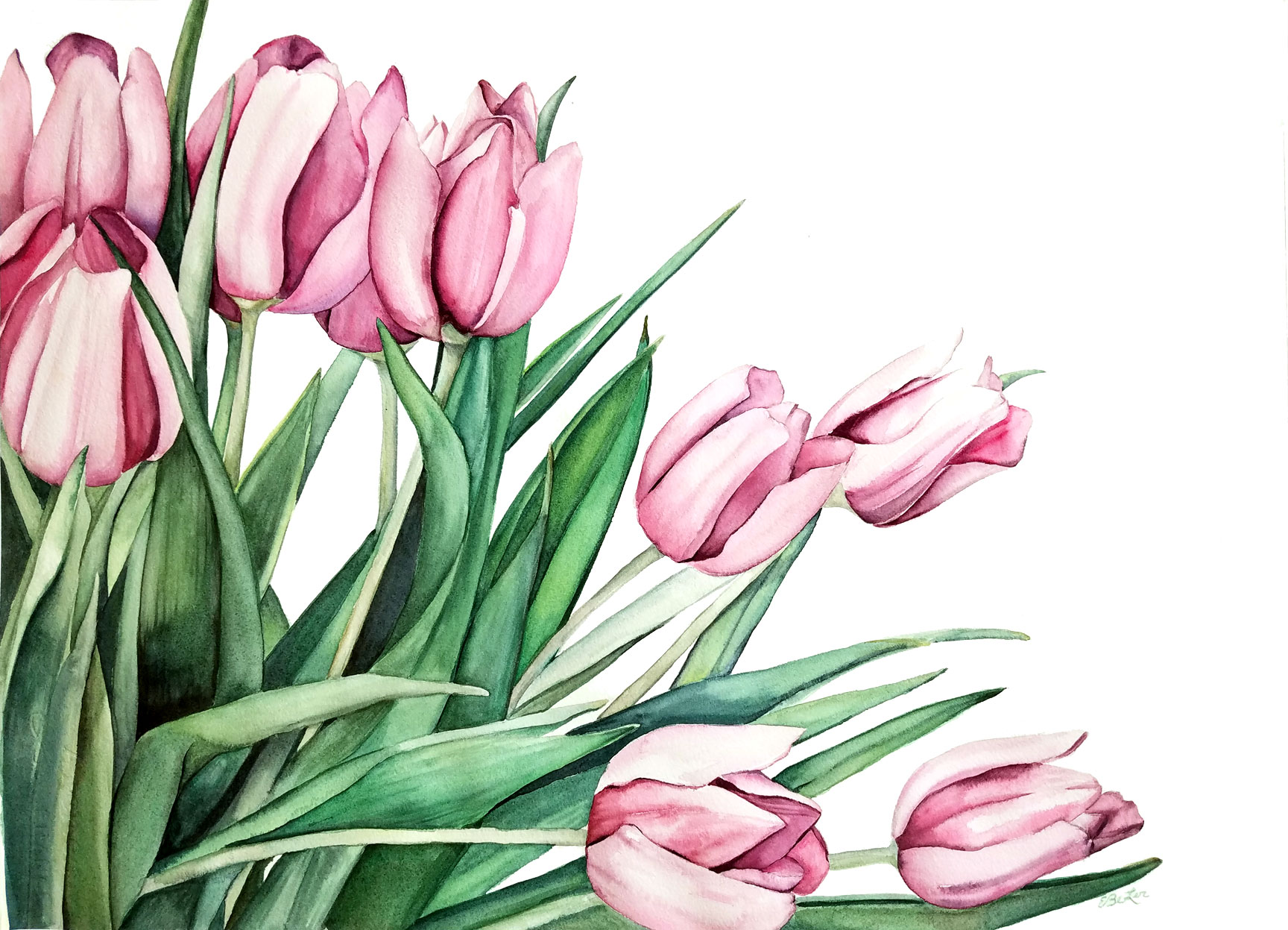  Pink Tulips Original Watercolor Esther BeLer Wodrich