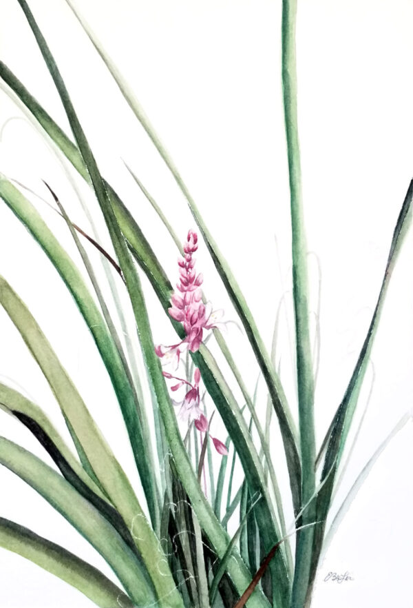 "Red Yucca" is a botanical watercolor painting of a young Red Yucca plant by artist Esther BeLer Wodrich