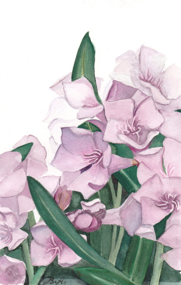 Oleander Study is a botanical watercolor painting of an Oleander plant by artist Esther BeLer Wodrich