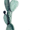 "Opuntia" is a watercolor painting of an Opuntia Ficus-Indica variety of prickly-pear cactus by artist Esther BeLer Wodrich