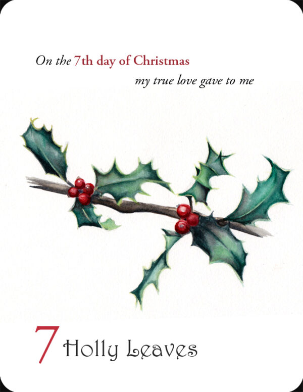 The 7th in a set of the 12 Days of Christmas, 7 Holly Leaves