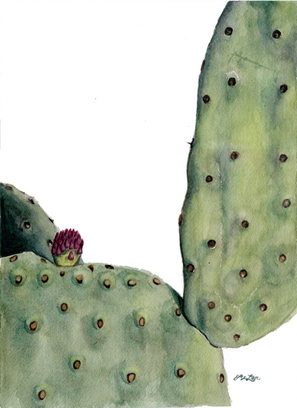 "The Baby" is a watercolor painting of a baby bloom of a prickly pear cactus by artist Esther BeLer Wodrich