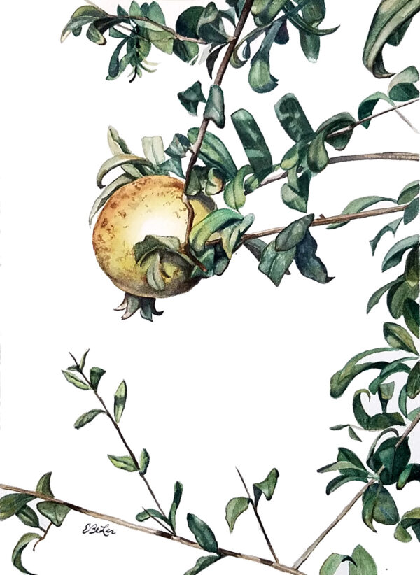"Pomegranate" is a realistic botanical watercolor painting of a pomegranate between the leaves by artist Esther BeLer Wodrich