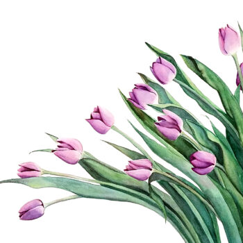 Purple Tulips is a botanical watercolor painting of purple tulips by artist Esther BeLer Wodrich
