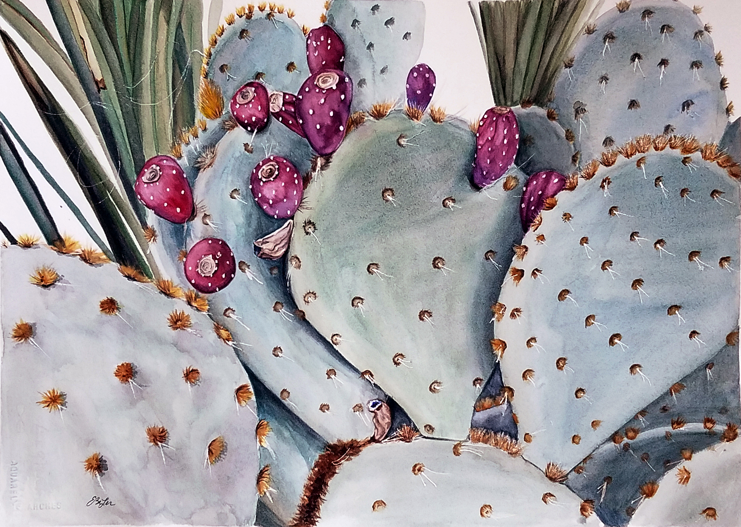 "Cactus Fruit" is a watercolor of a prickly pear cactus with red fruit by artist Esther BeLer Wodrich