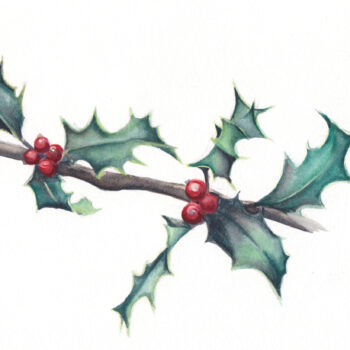 "7 Holly Leaves" is an original Christmas watercolor of a holly leaves and berries from the 12 Days of Christmas series by artist Esther BeLer Wodrich