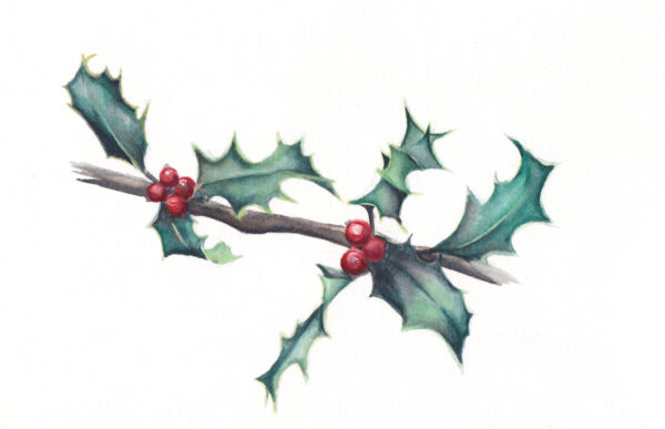 "7 Holly Leaves" is an original Christmas watercolor of a holly leaves and berries from the 12 Days of Christmas series by artist Esther BeLer Wodrich