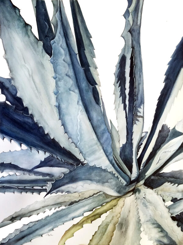 "Agave II" is a botanical watercolor of an agave plant from up above by artist Esther BeLer Wodrich