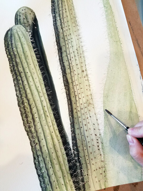 Progress shot of a watercolor painting of an organ pipe cactus