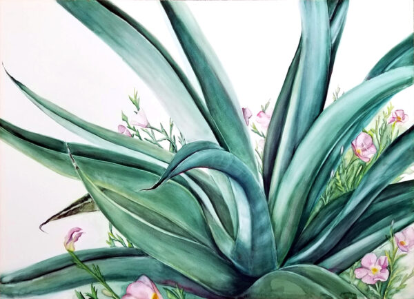 "Octopus Agave" is a watercolor on Ampersand Aquabord of the desert botanical Octopus Agave along with pink flowers by artist Esther BeLer Wodrich